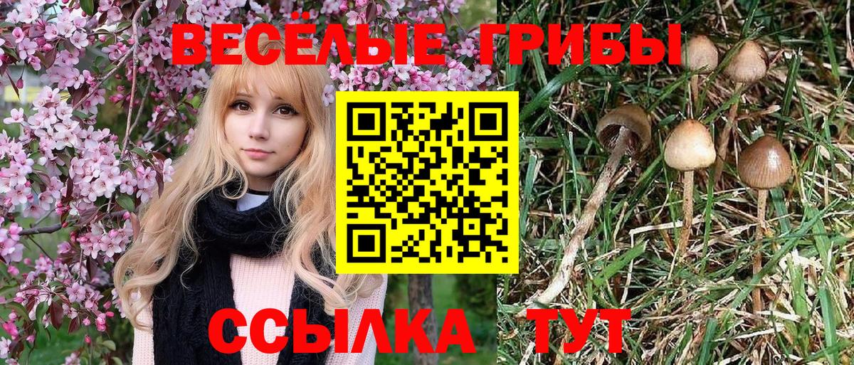 Псилоцибиновые грибы Cubensis  Вход с VPN  Псилоцибиновые грибы мухоморы  Сланцы 
